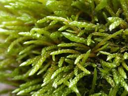 Attēlu rezultāti vaicājumam “Bryum funkii macro”