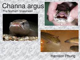Image result for Channa argus