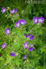 Attēlu rezultāti vaicājumam “Geranium sylvaticum”