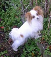 Image result for papillon