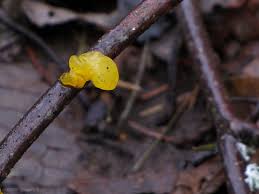 Attēlu rezultāti vaicājumam “Tremella mesenterica”