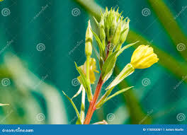 Attēlu rezultāti vaicājumam “Ranunculaceae”