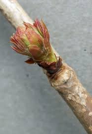 Attēlu rezultāti vaicājumam “Sorbaria sorbifolia bud”