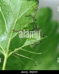 Attēlu rezultāti vaicājumam “Nematus ribesii larva”