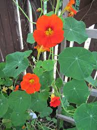 Attēlu rezultāti vaicājumam “Tropaeolaceae”