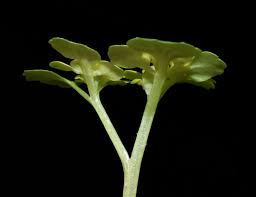 Attēlu rezultāti vaicājumam “Chrysosplenium alternifolium bud”