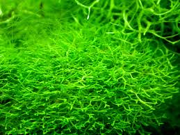 Attēlu rezultāti vaicājumam “Riccia rhenana”