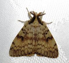 Attēlu rezultāti vaicājumam “Craniophora ligustri imago”