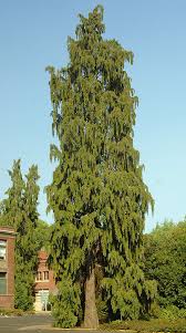 Attēlu rezultāti vaicājumam “Chamaecyparis lawsoniana”