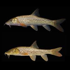 Image result for Barbus barbus