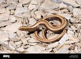 Attēlu rezultāti vaicājumam “Anguis fragilis”