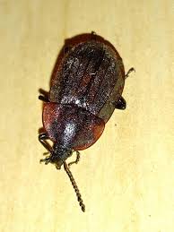 Attēlu rezultāti vaicājumam “Phosphuga atrata”