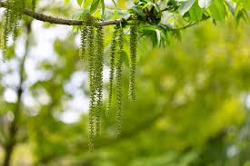 Attēlu rezultāti vaicājumam “Juglans cinerea flower”