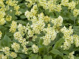 Image result for Primula elatior