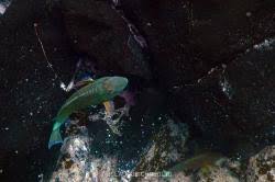 Image result for Sparisoma axillare