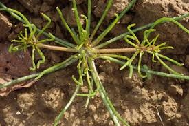 Attēlu rezultāti vaicājumam “Spergula arvensis”