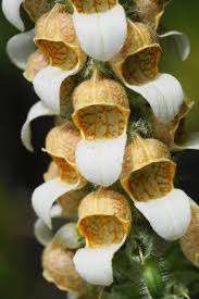 Image result for Digitalis lanata