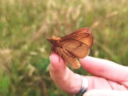 Attēlu rezultāti vaicājumam “Euthrix potatoria imago”