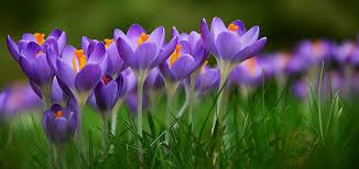 Attēlu rezultāti vaicājumam “Crocus”