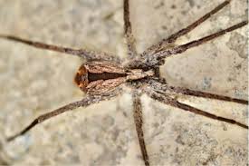 Attēlu rezultāti vaicājumam “Miturgidae”