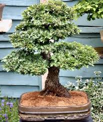 Attēlu rezultāti vaicājumam “Crataegus monogyna”