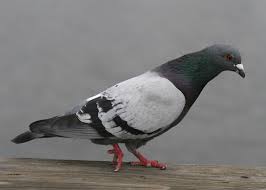 Attēlu rezultāti vaicājumam “Columba livia f. domestica adult”