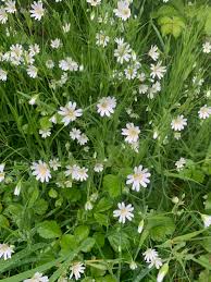 Attēlu rezultāti vaicājumam “Stellaria holostea fruit”