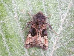 Attēlu rezultāti vaicājumam “Euplexia lucipara”