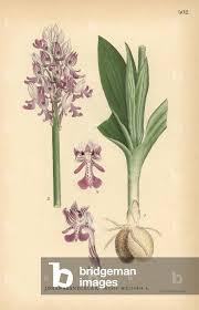 Attēlu rezultāti vaicājumam “Orchis militaris”