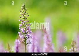 Attēlu rezultāti vaicājumam “Gymnadenia conopsea bud”