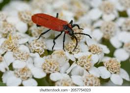 Attēlu rezultāti vaicājumam “Lygistopterus sanguineus”