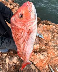 Image result for Pagrus auratus