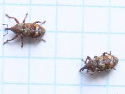 Attēlu rezultāti vaicājumam “Pissodes piniphilus”