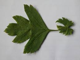 Attēlu rezultāti vaicājumam “Crataegus monogyna subsp. nordica”