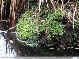 Attēlu rezultāti vaicājumam “Fissidens osmundoides”