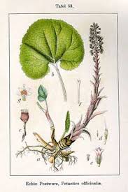 Image result for Petasites officinalis