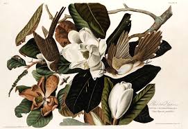 Image result for Coccyzus erythropthalmus