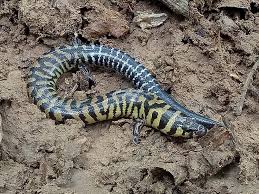 Attēlu rezultāti vaicājumam “Lycogala convexum young”