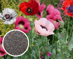 Image result for Papaver orientale