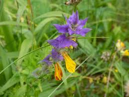 Attēlu rezultāti vaicājumam “Melampyrum nemorosum leaf”
