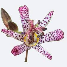 Image result for Tricyrtis `Black Beauty`