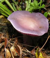 Attēlu rezultāti vaicājumam “Lepista sp.”