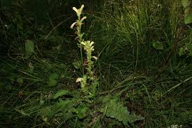 Attēlu rezultāti vaicājumam “Pedicularis sceptrum-carolinum leaf”