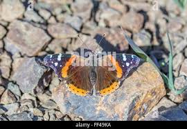 Attēlu rezultāti vaicājumam “Tenthredo campestris female”