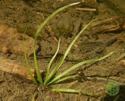 Attēlu rezultāti vaicājumam “Alisma gramineum”