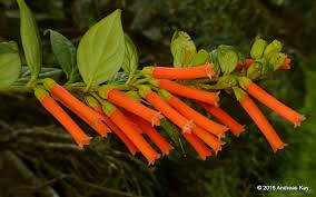 Attēlu rezultāti vaicājumam “Ericaceae”