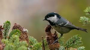 Attēlu rezultāti vaicājumam “Periparus ater”