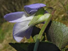 Attēlu rezultāti vaicājumam “Viola canina”