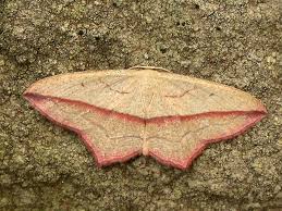 Attēlu rezultāti vaicājumam “Timandra comae”