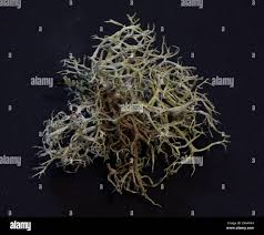 Attēlu rezultāti vaicājumam “Evernia mesomorpha”